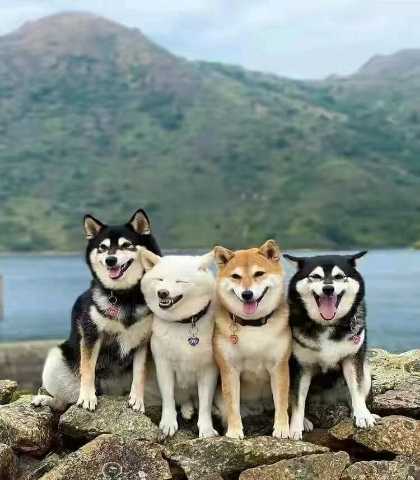 福州顺丰印务有限公司的企业标志